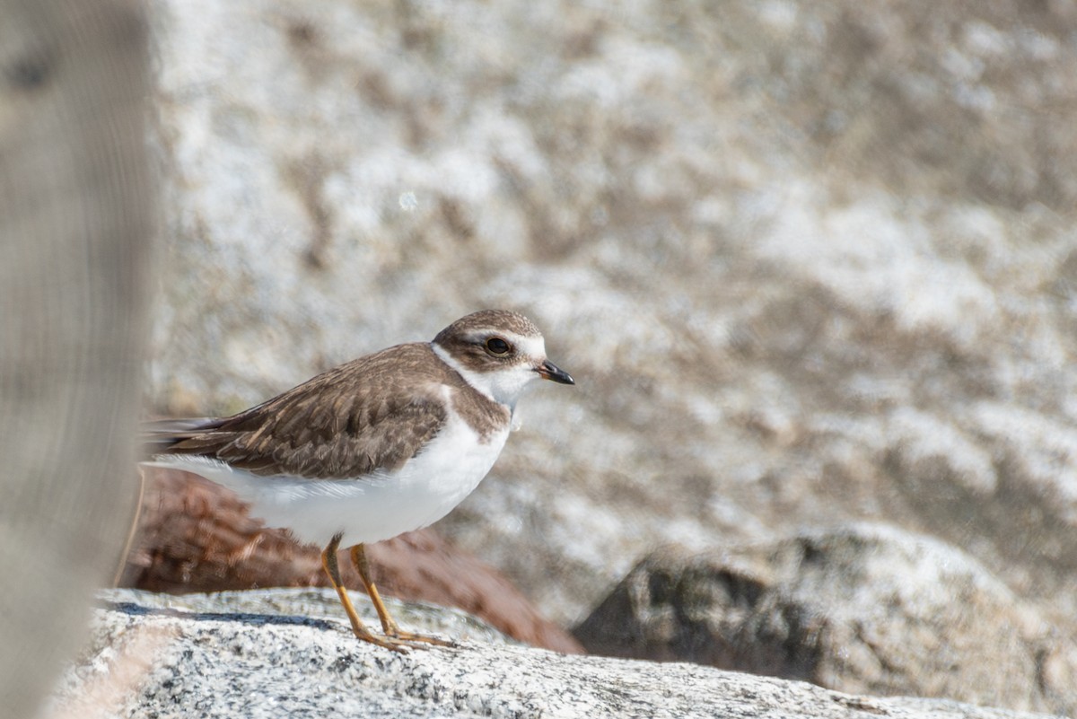 Semipalmated Plover - ML608624719