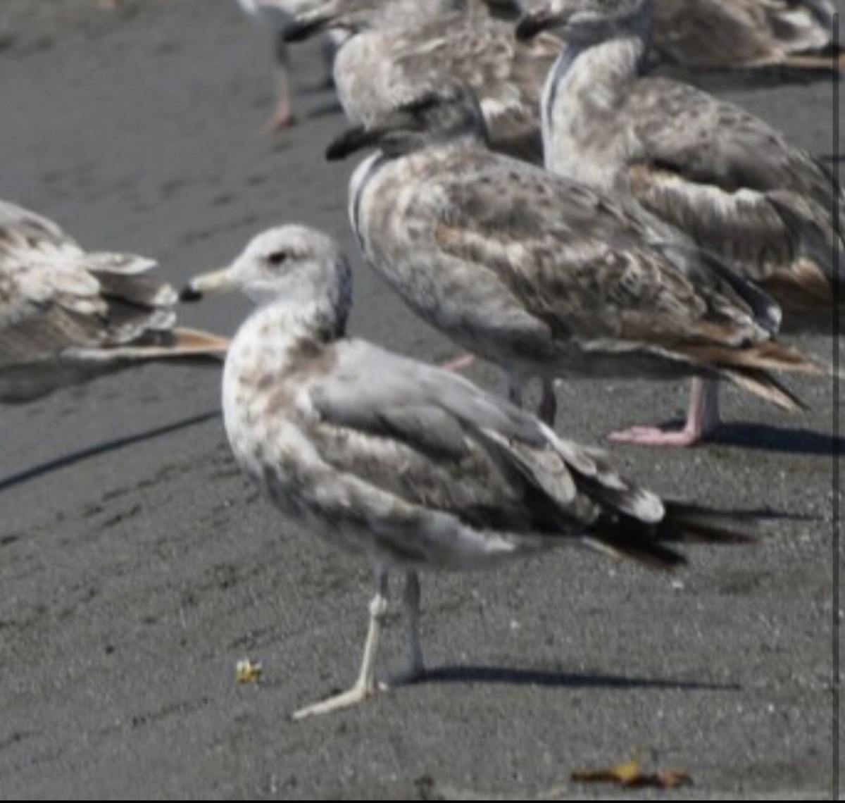 Gaviota Californiana - ML608624746