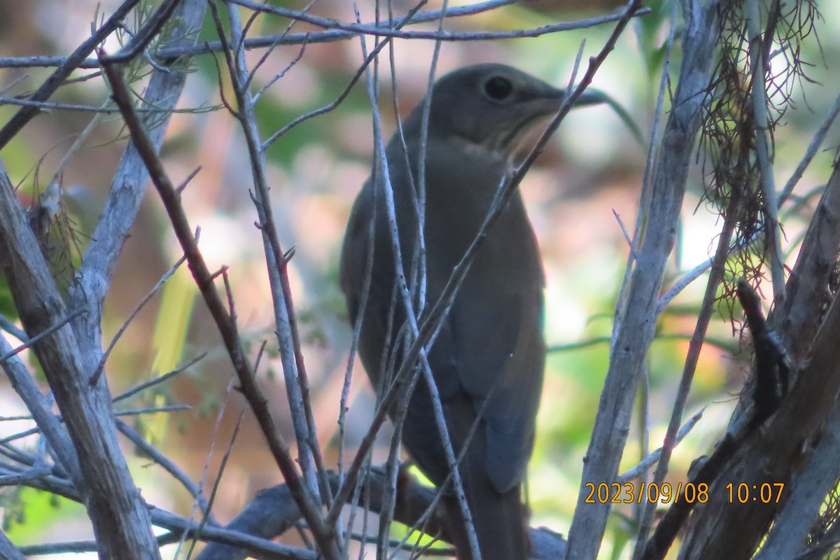 Swainson's Thrush - ML608624764