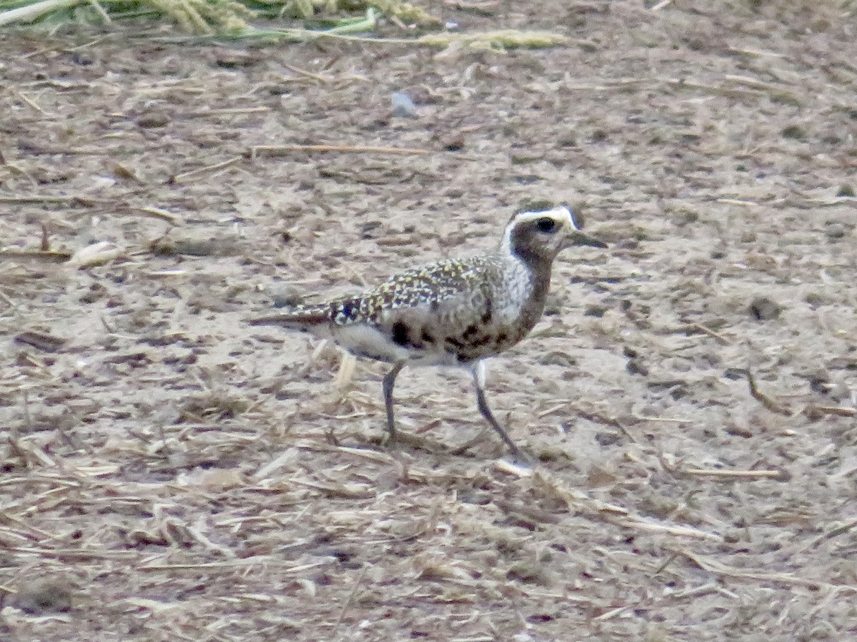 American Golden-Plover - ML608624891