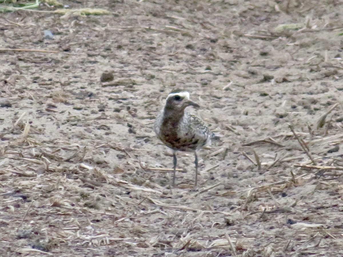 American Golden-Plover - ML608624892