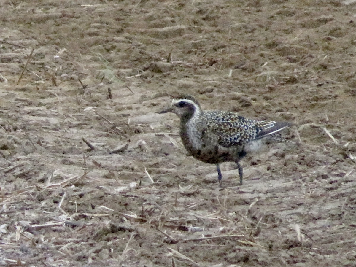 American Golden-Plover - ML608624893