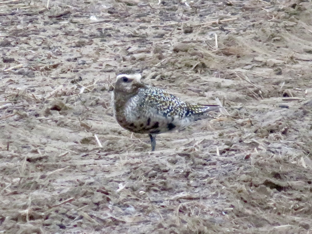 American Golden-Plover - ML608624894