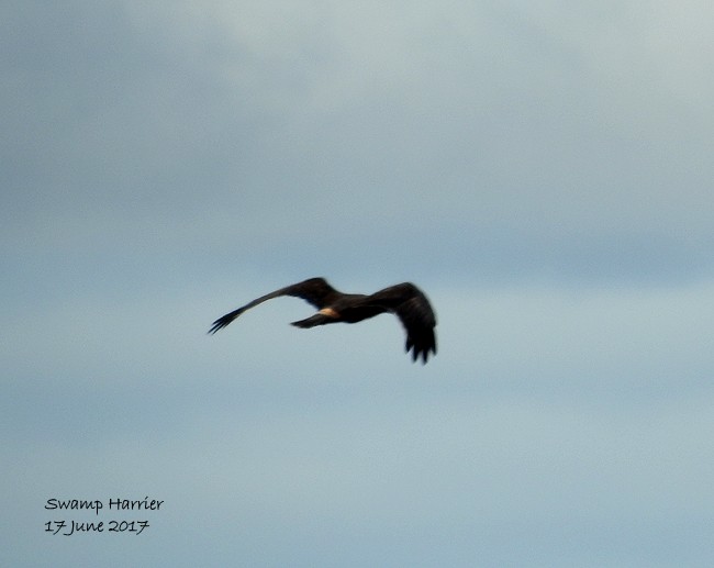 Swamp Harrier - Marie Tarrant