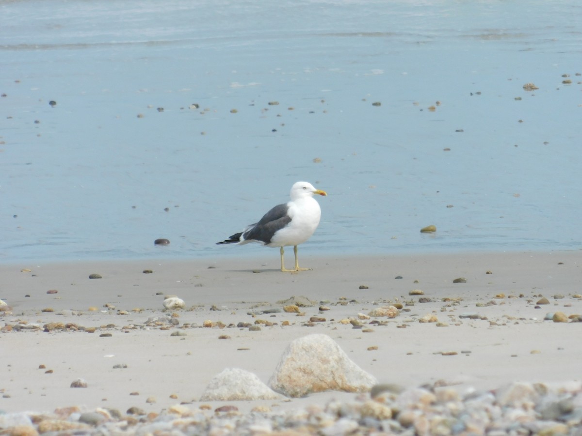 Lesser Black-backed Gull - ML608624939