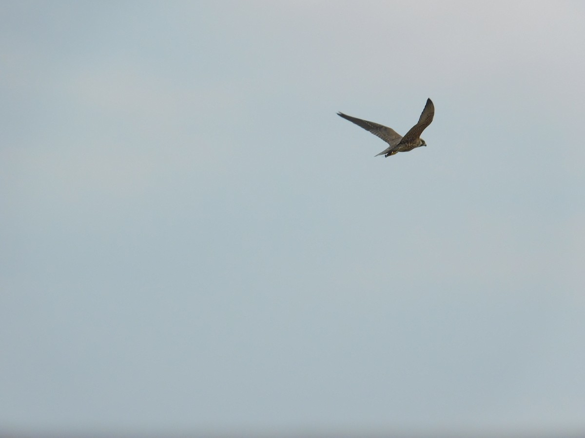 Peregrine Falcon (North American) - ML608625067