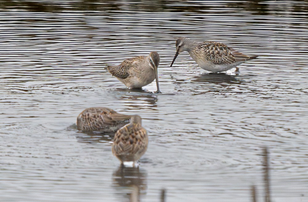 Stilt Sandpiper - ML608625125