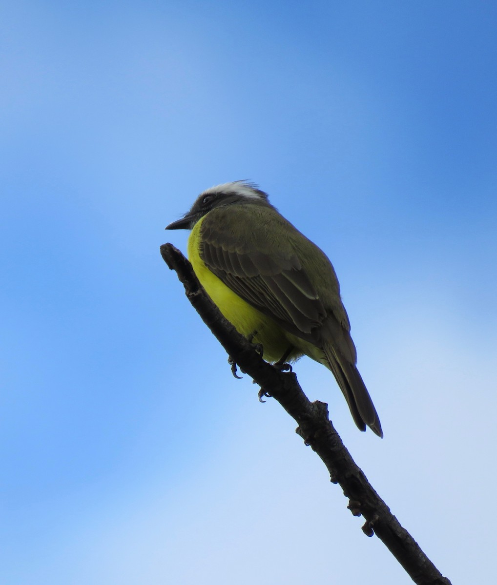 Social Flycatcher - ML608625131