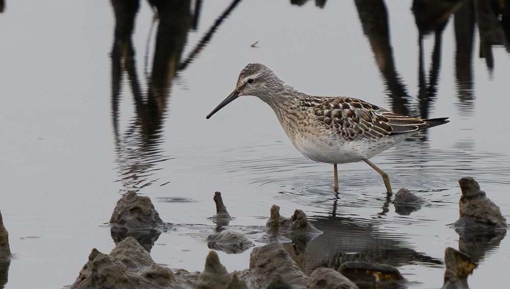 Stilt Sandpiper - ML608625140