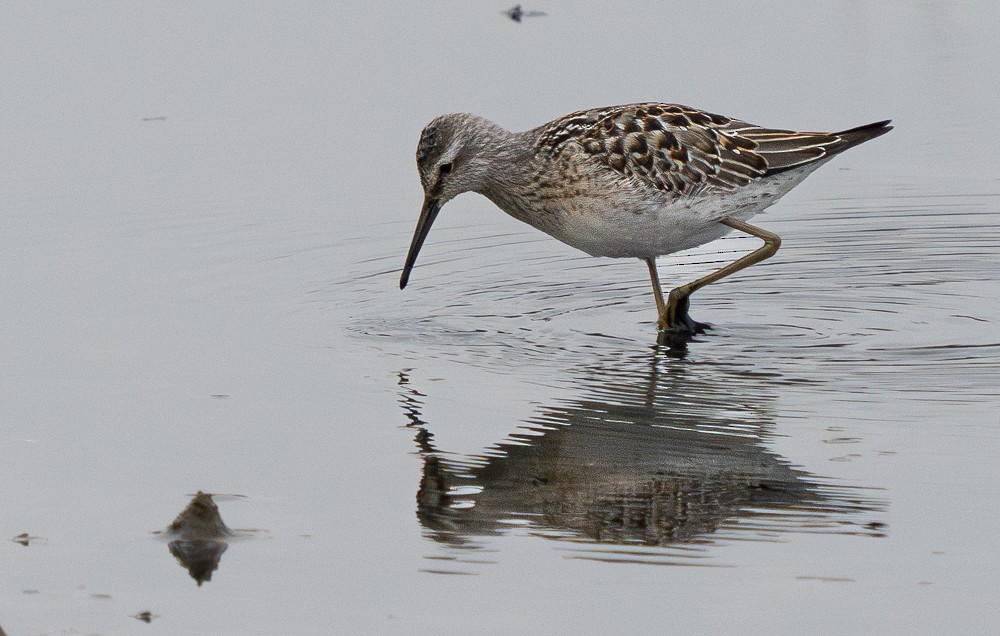 Stilt Sandpiper - ML608625148