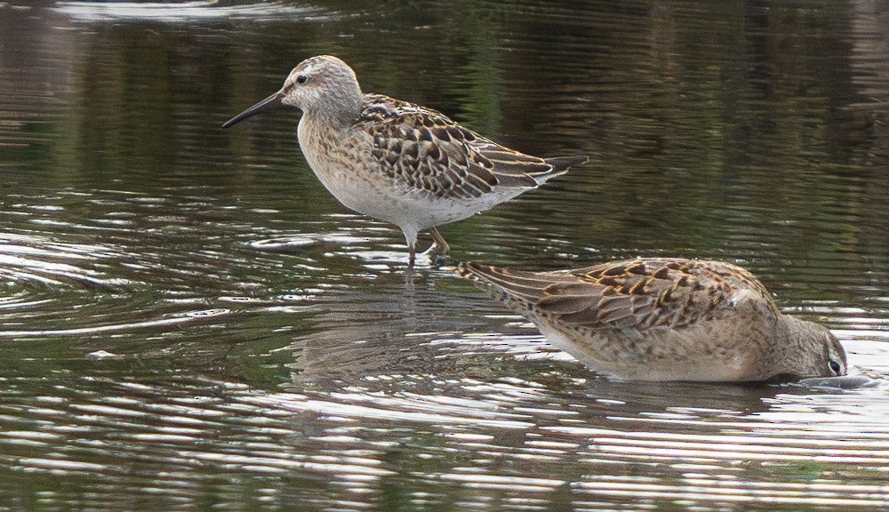 Stilt Sandpiper - ML608625159