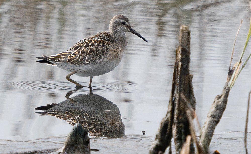 Stilt Sandpiper - ML608625175