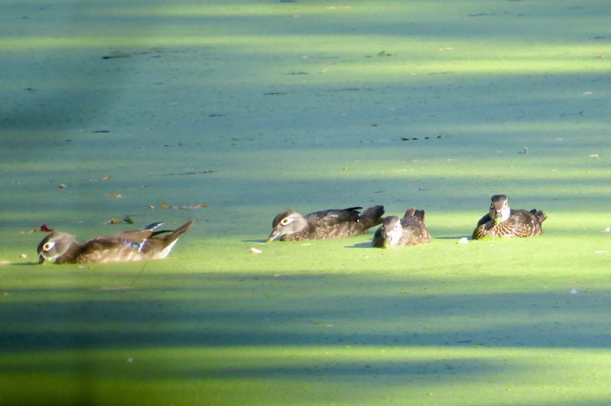 Wood Duck - ML608625244