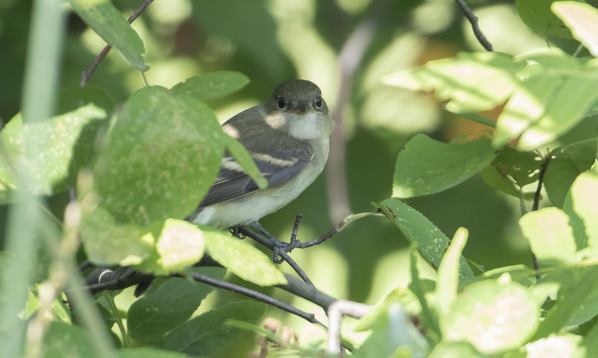 Empidonax sp. - ML608625293