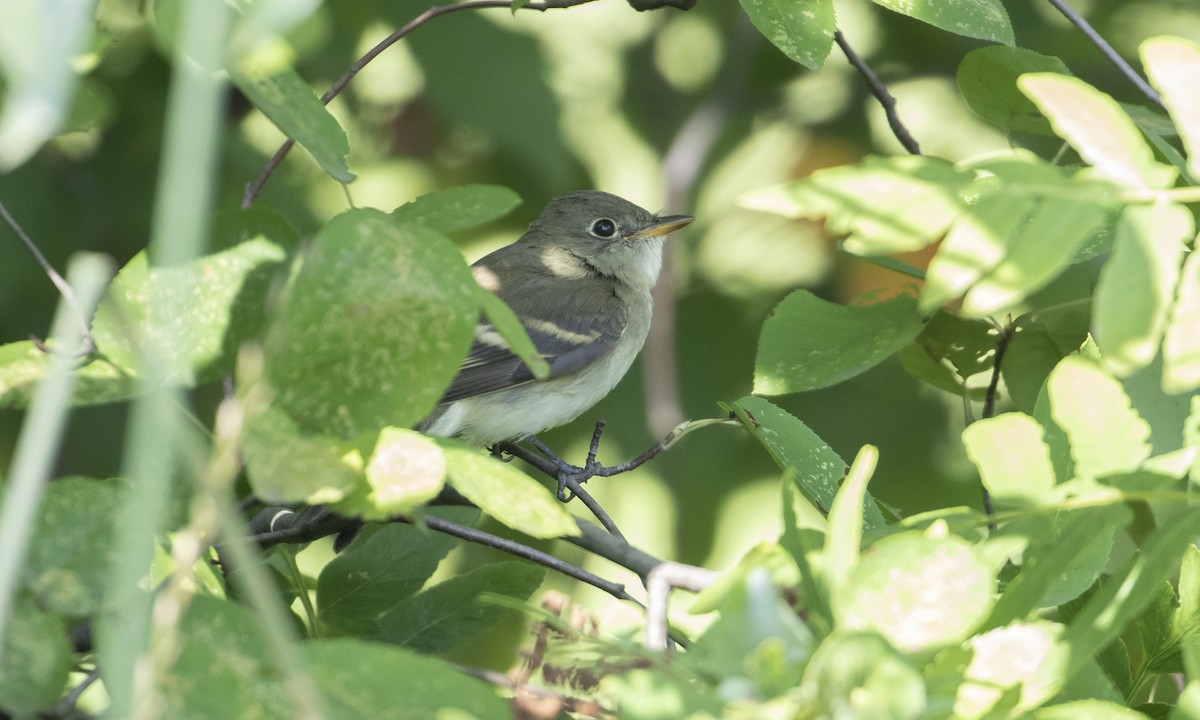 Empidonax sp. - ML608625294