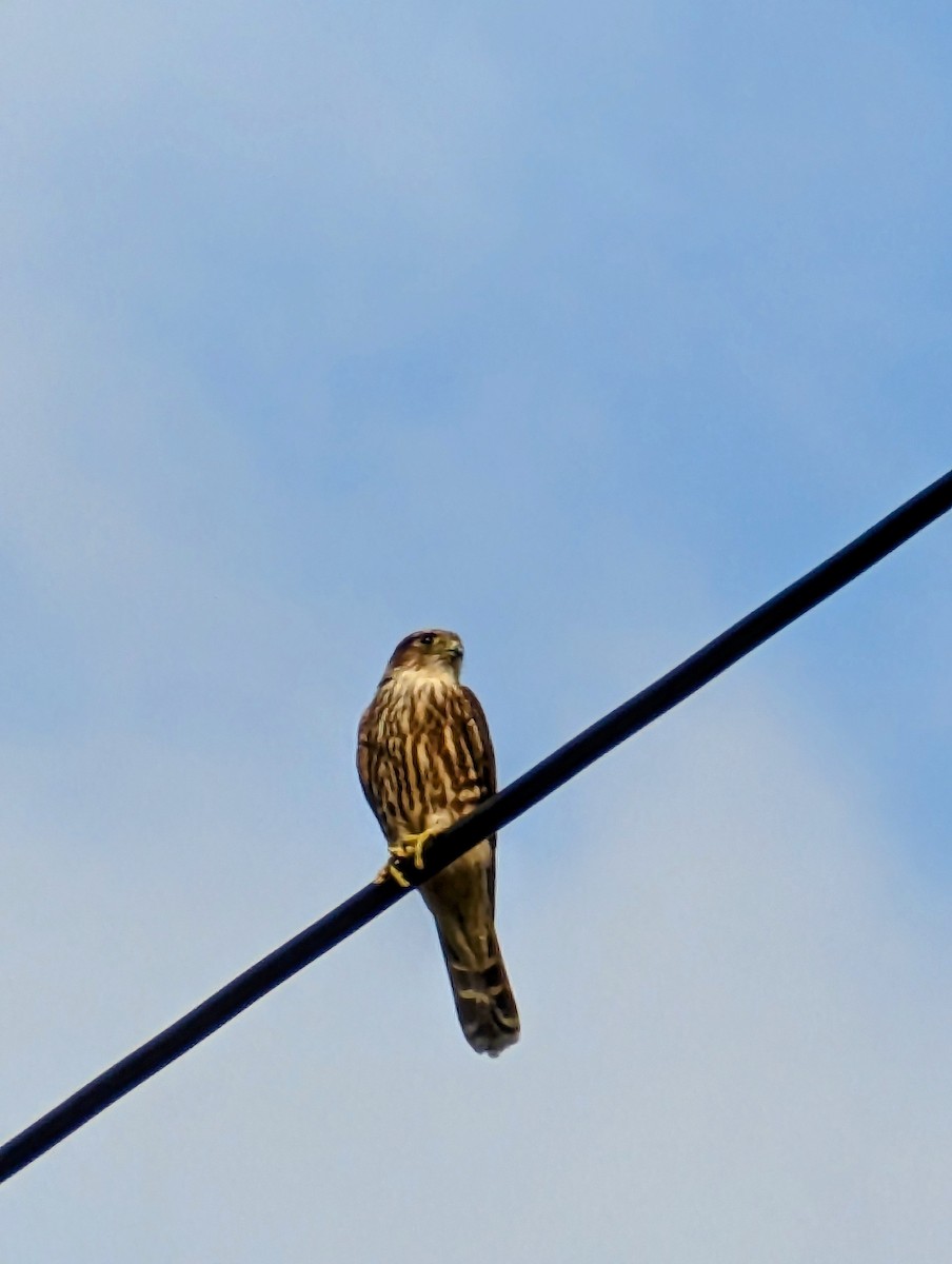 Merlin - ML608625481