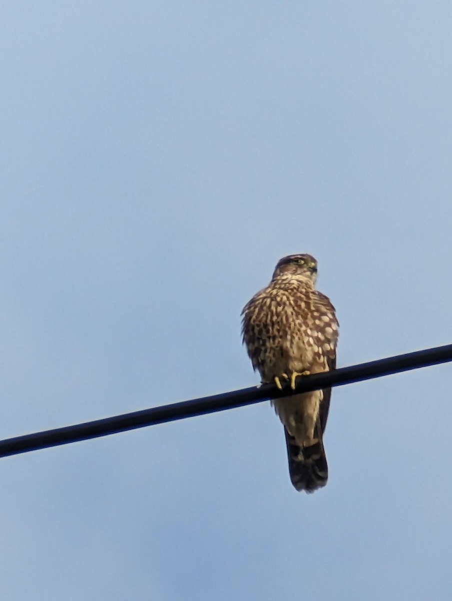 灰背隼 - ML608625484