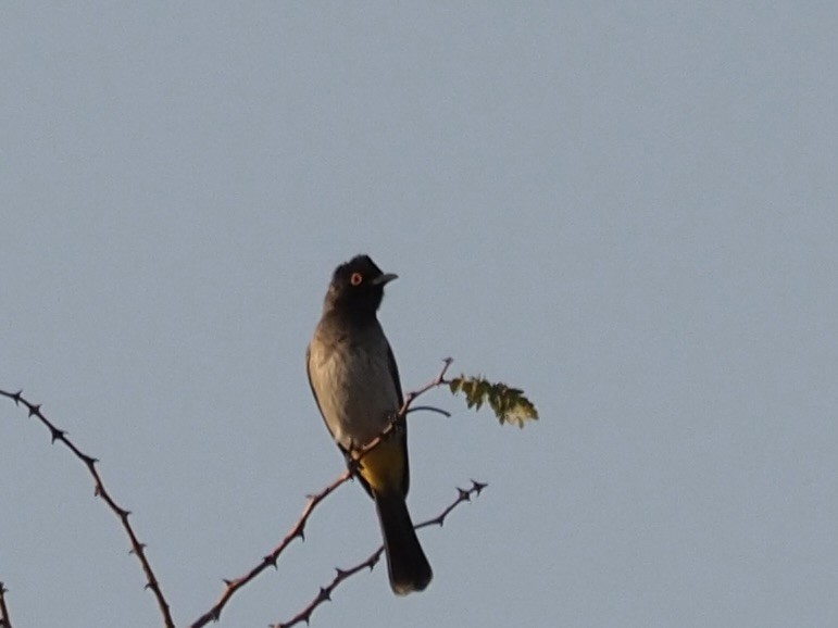 Black-fronted Bulbul - Kelly Siderio