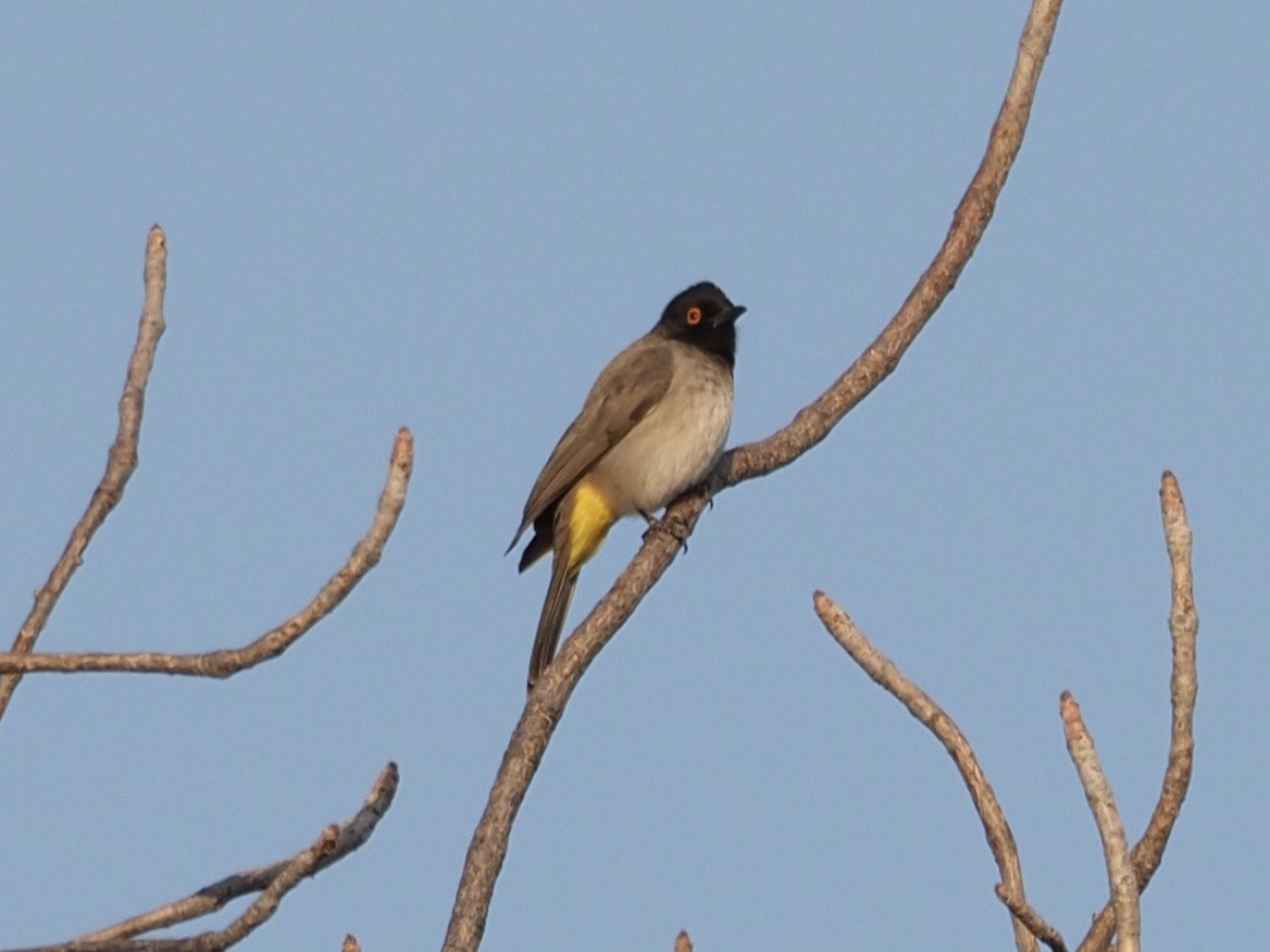 Black-fronted Bulbul - Kelly Siderio
