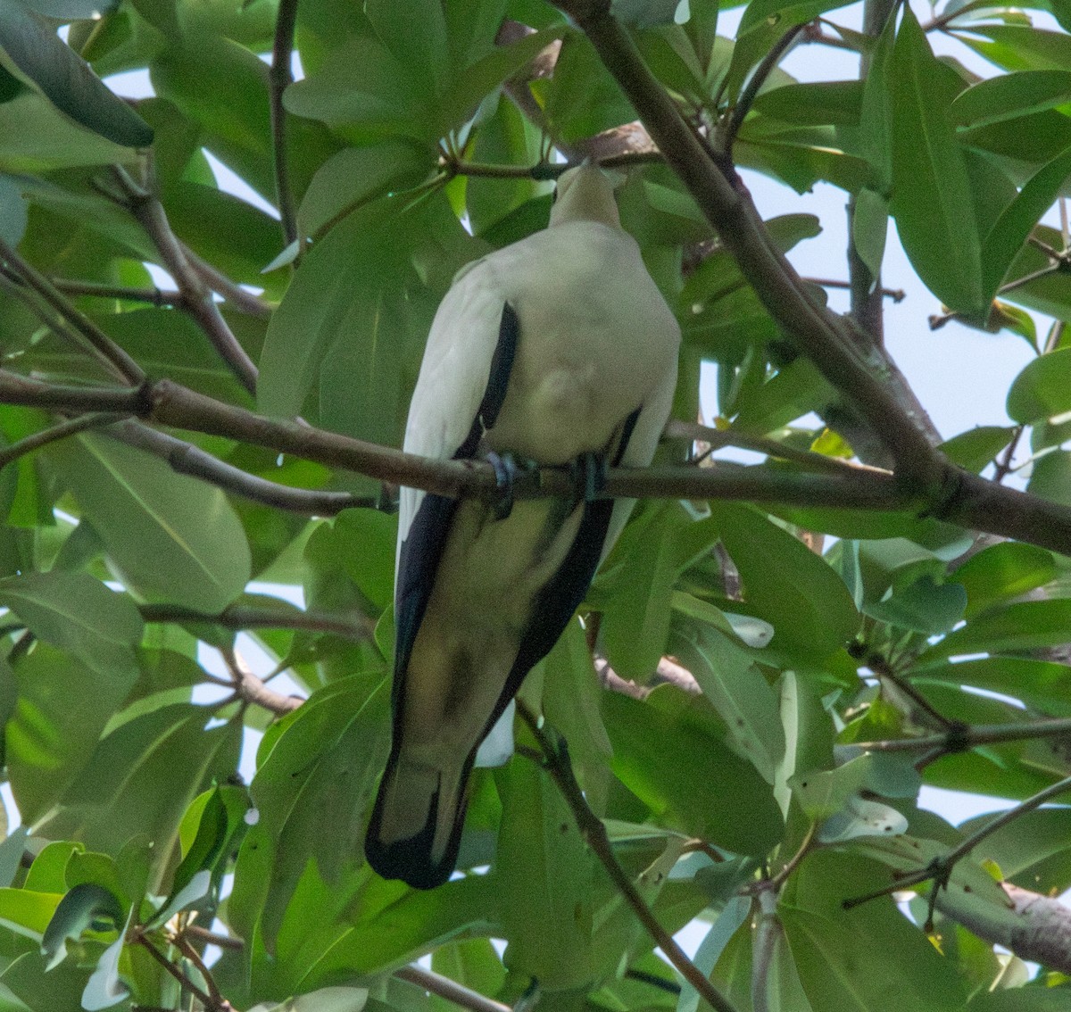 Pied Imperial-Pigeon - Spat Cannon