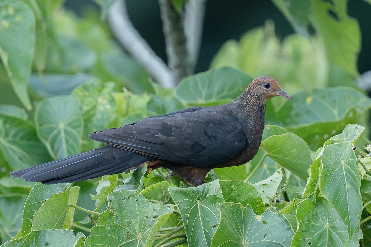 Philippine Cuckoo-Dove - ML608625647