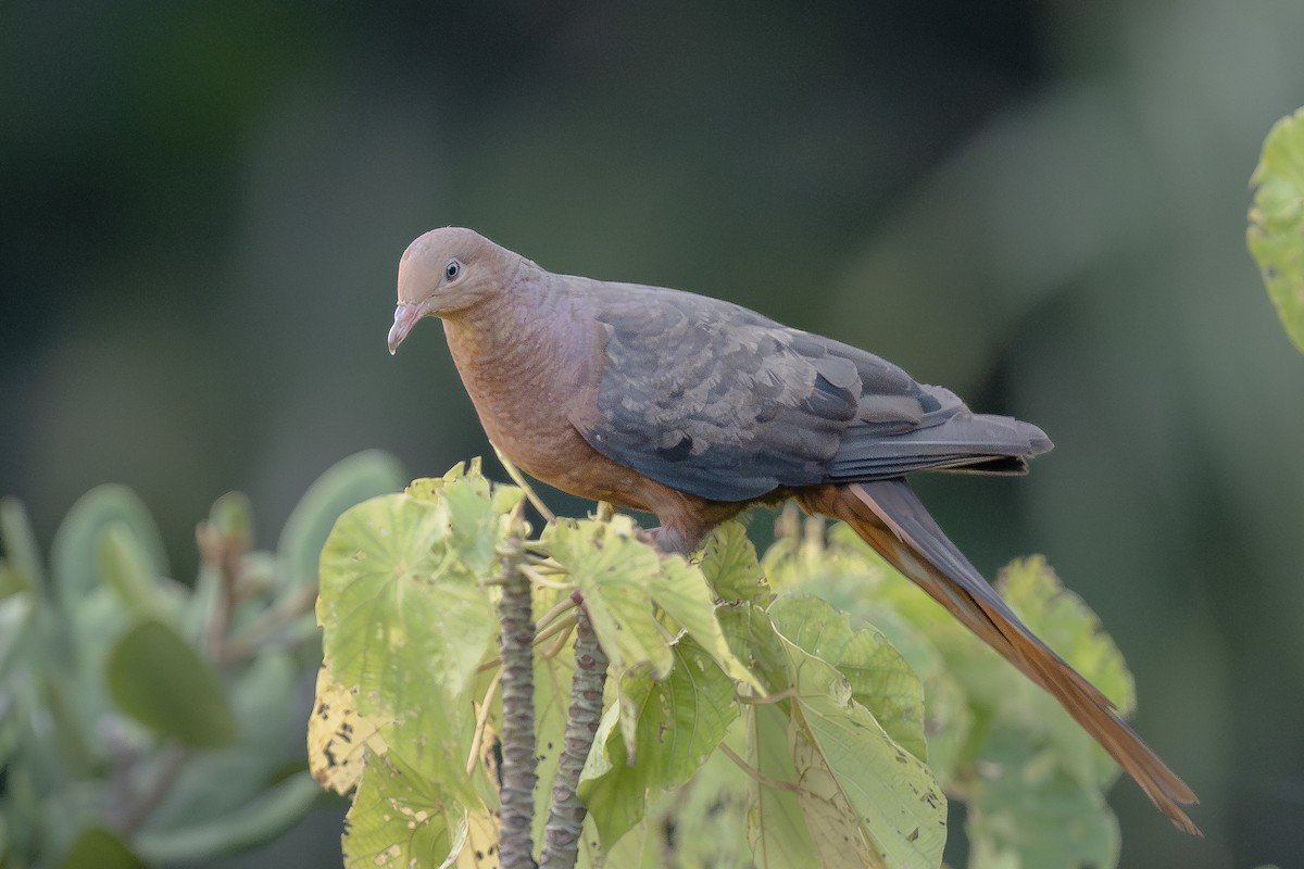 Philippine Cuckoo-Dove - ML608625650