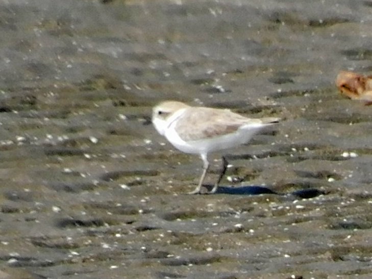 Snowy Plover - ML608625724