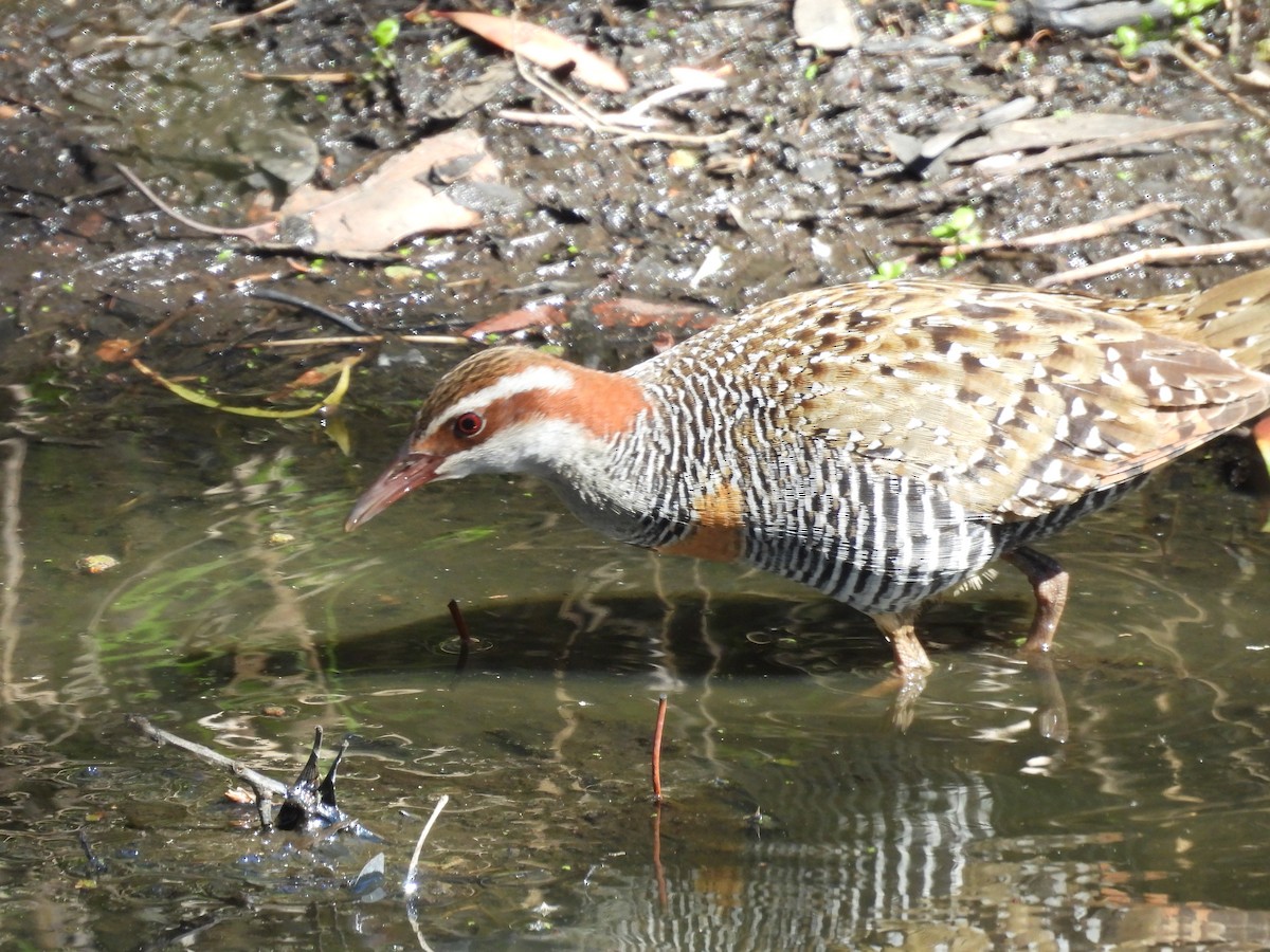 Buff-banded Rail - ML608625775