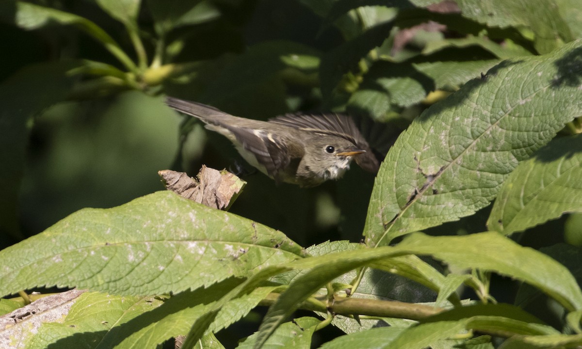 Empidonax sp. - ML608625822