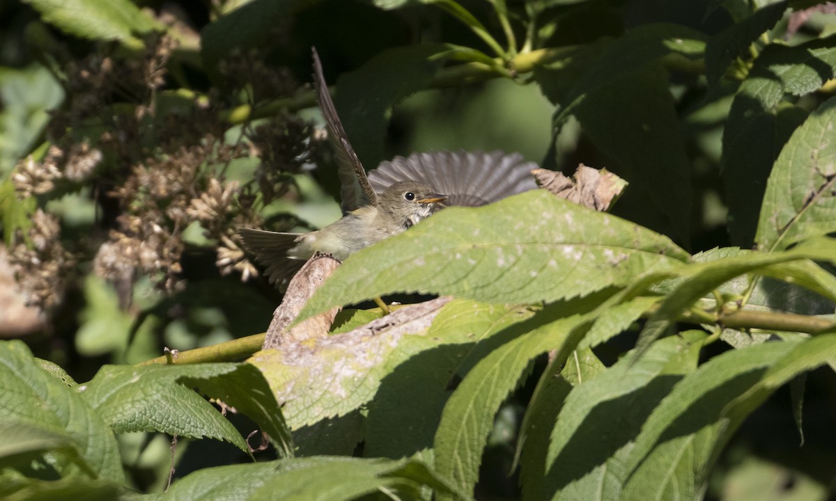 Empidonax sp. - ML608625823