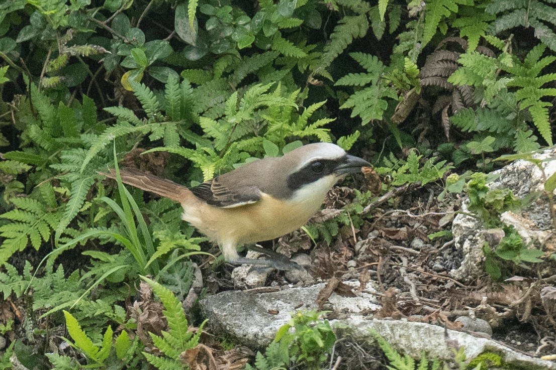 Brown Shrike - Ross Bartholomew