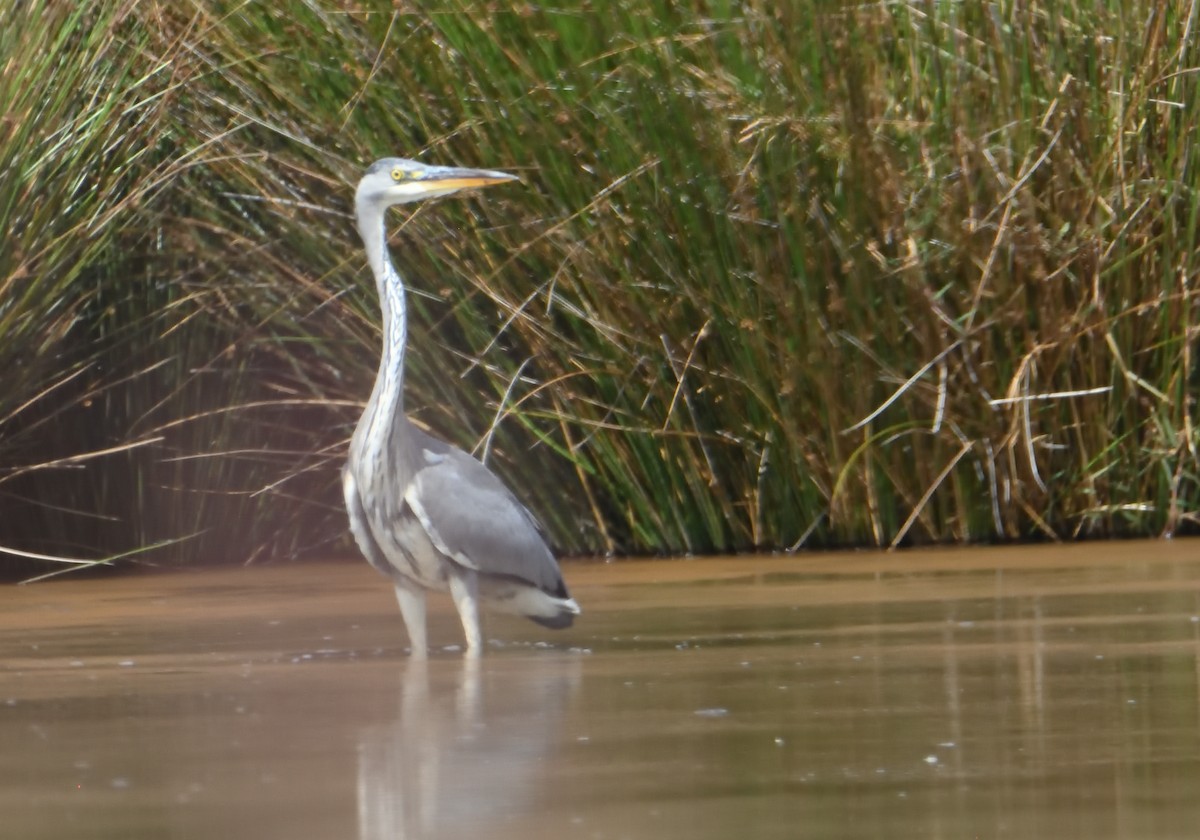 Gray Heron - ML608625902