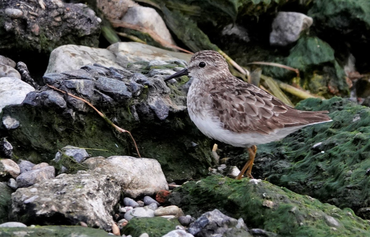 Least Sandpiper - ML608625908