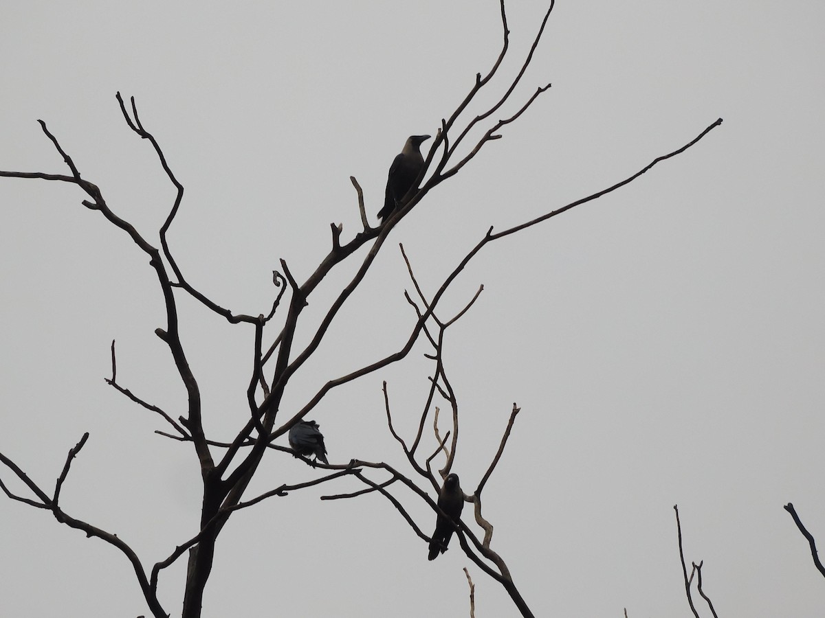House Crow - Shilpa Gadgil
