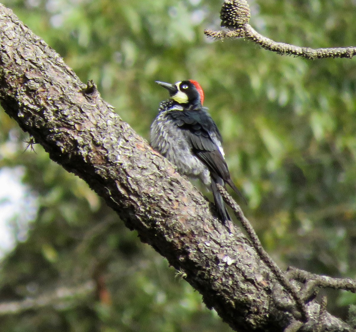 Acorn Woodpecker - ML608625925