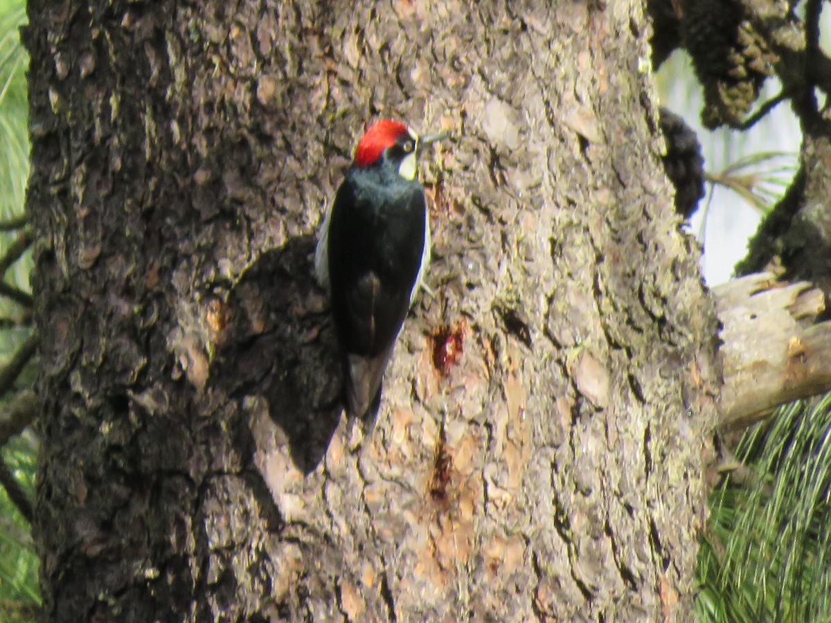 Acorn Woodpecker - ML608625930