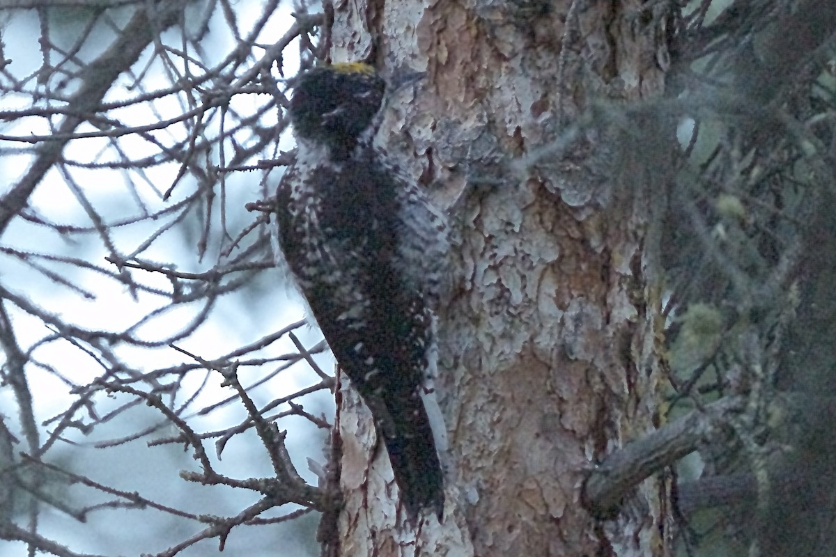 American Three-toed Woodpecker - ML608625978