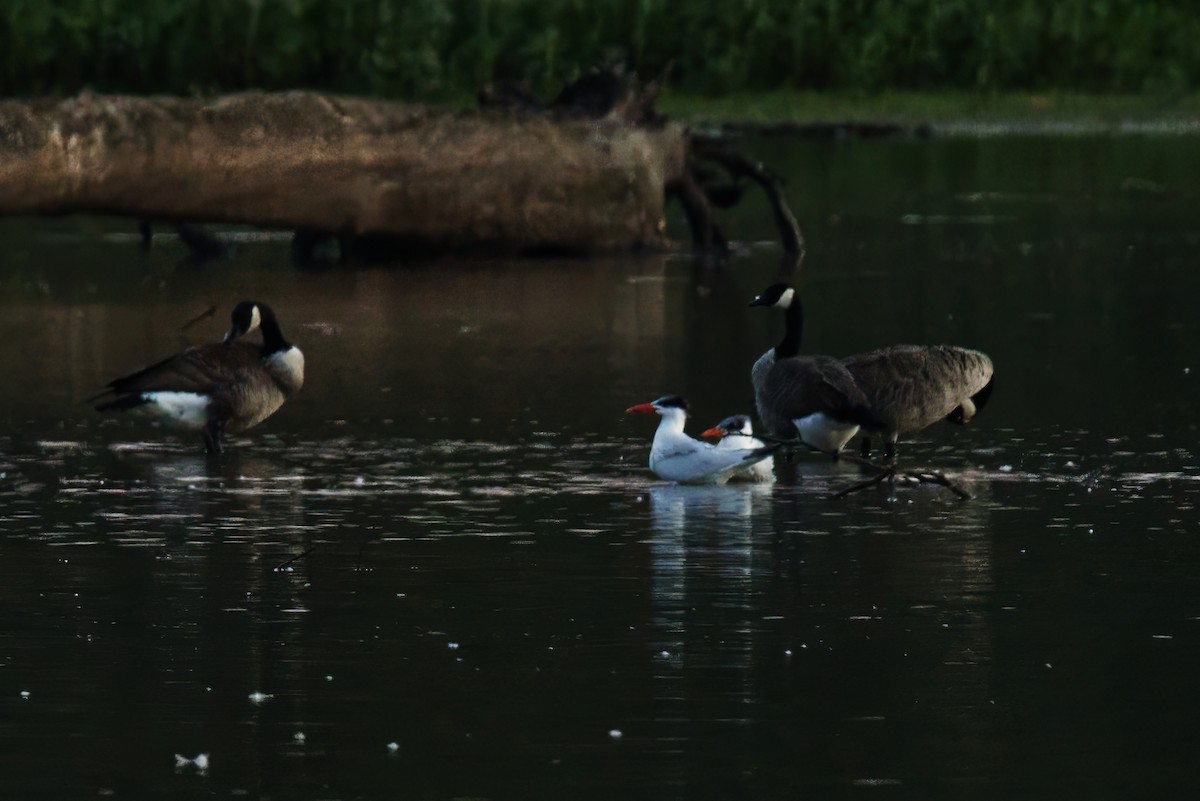 Caspian Tern - LEN OToole