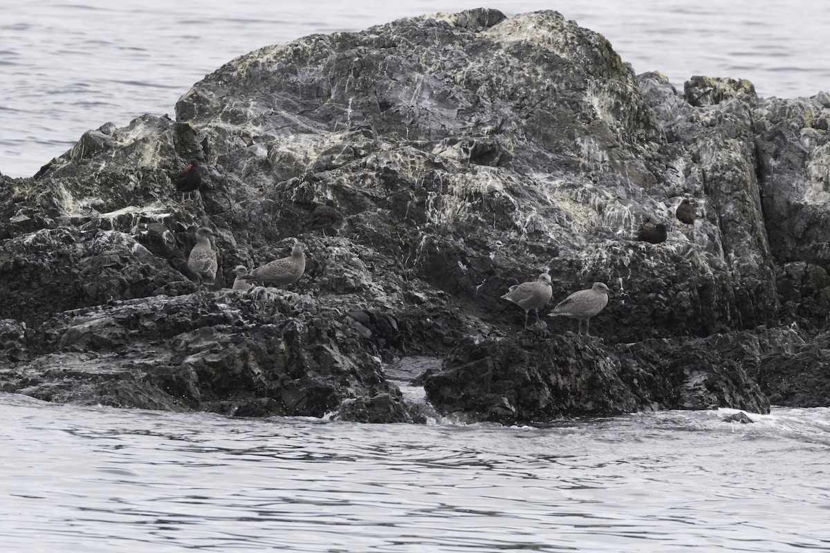 Black Oystercatcher - Anthony Gliozzo