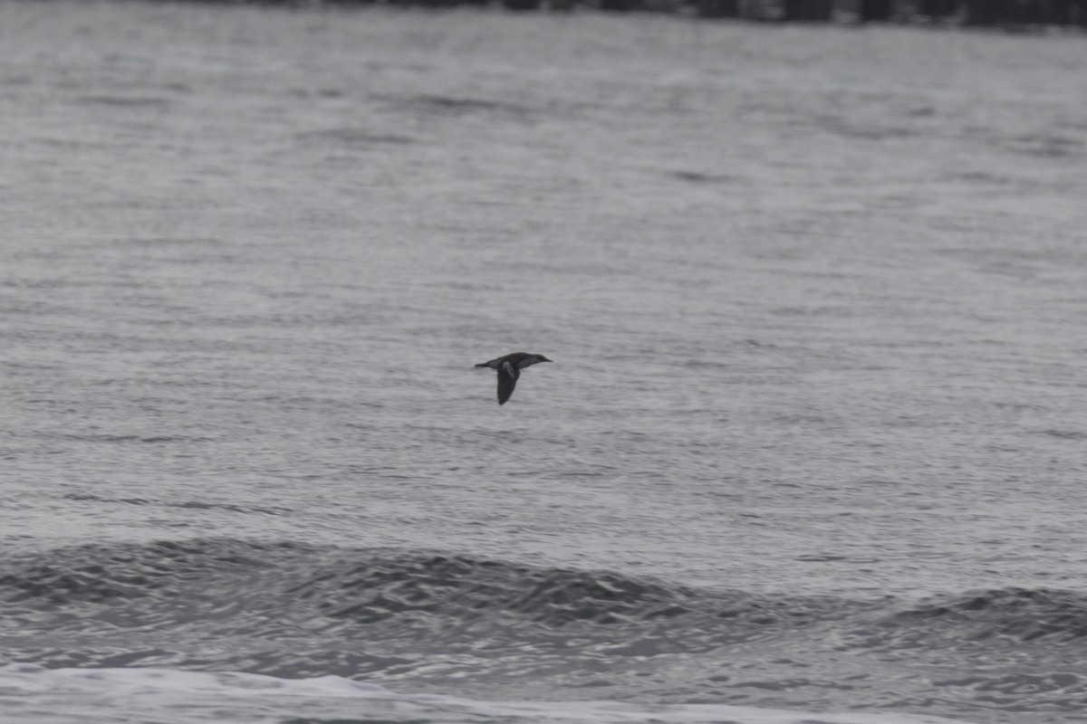 Pigeon Guillemot - ML608626072