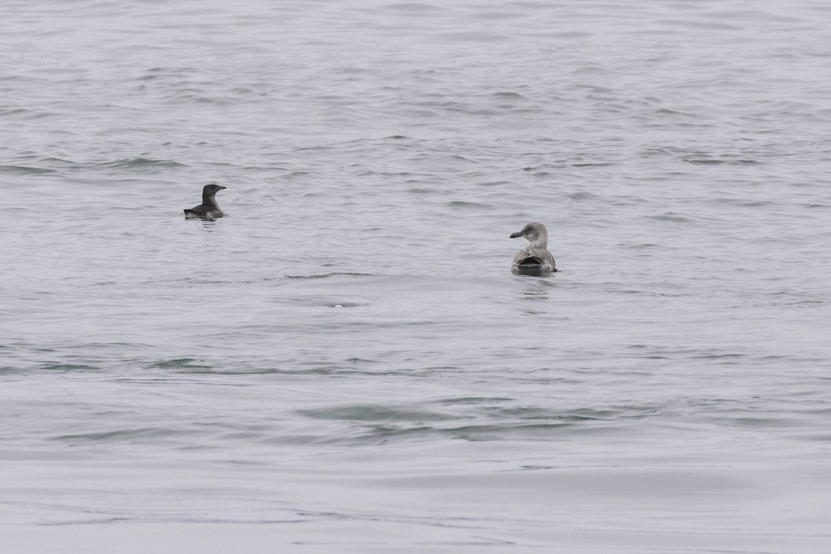 Rhinoceros Auklet - ML608626075