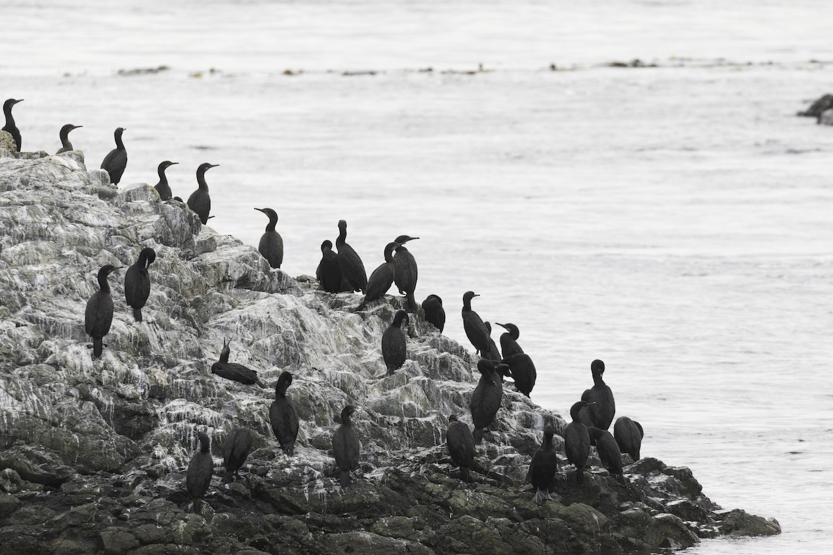 Brandt's Cormorant - ML608626143