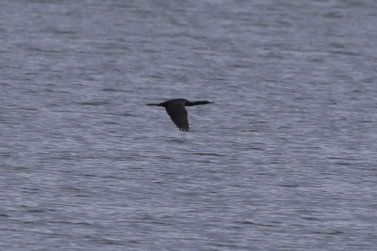 Pelagic Cormorant - ML608626155