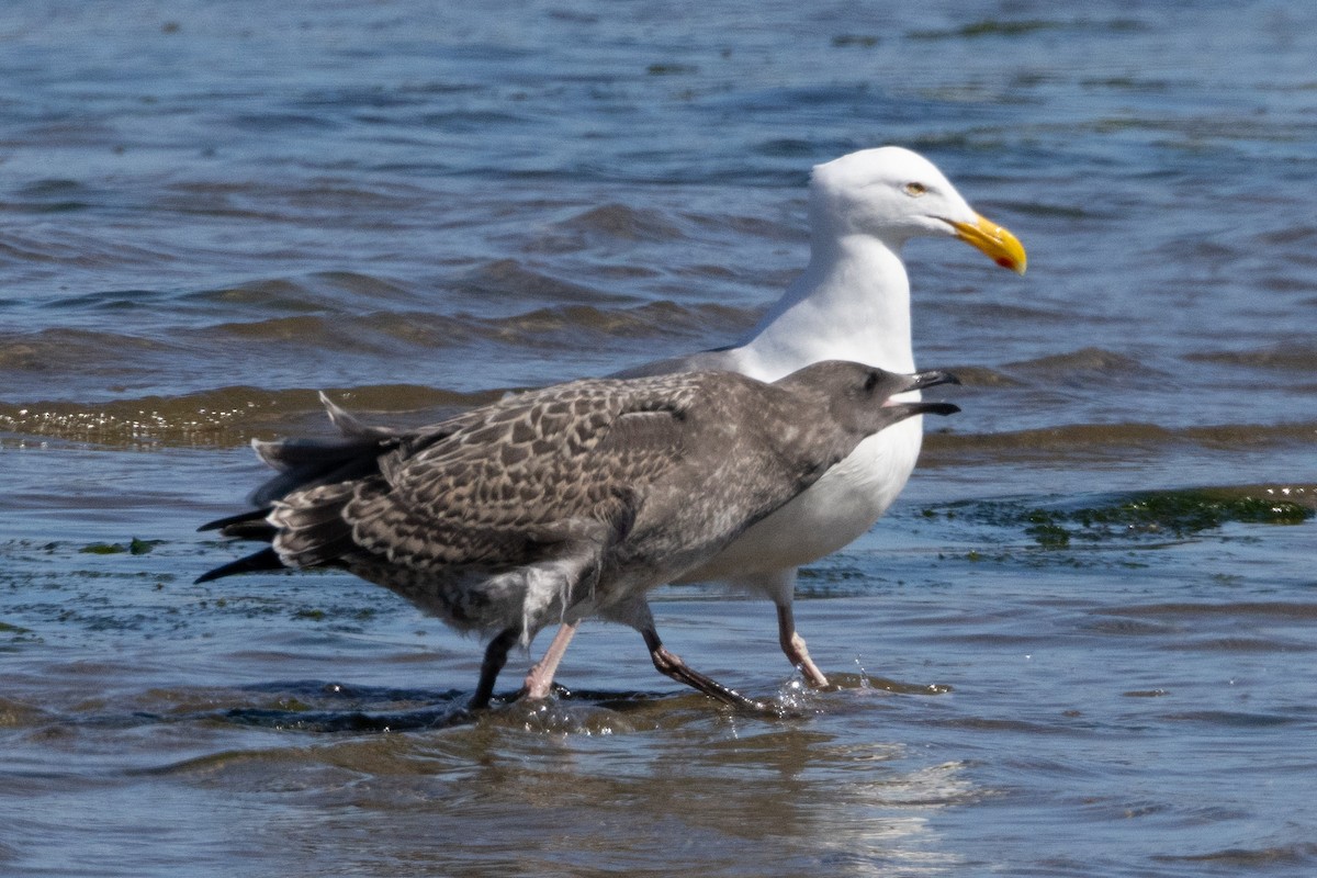 Western Gull - Robert Raffel