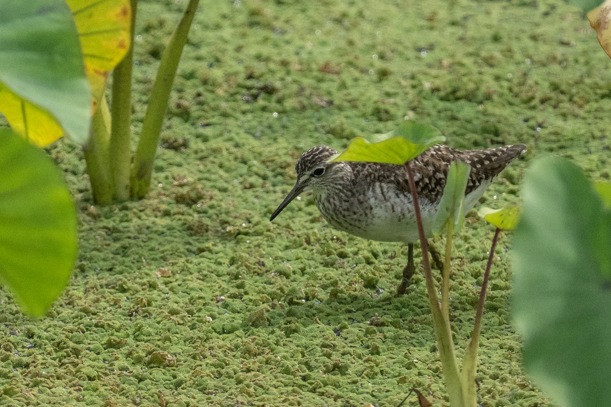 Wood Sandpiper - Ross Bartholomew