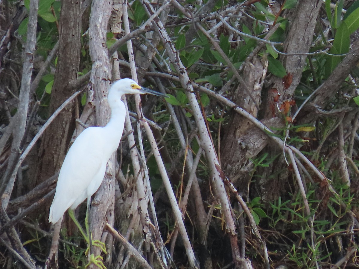 Snowy Egret - ML608626230