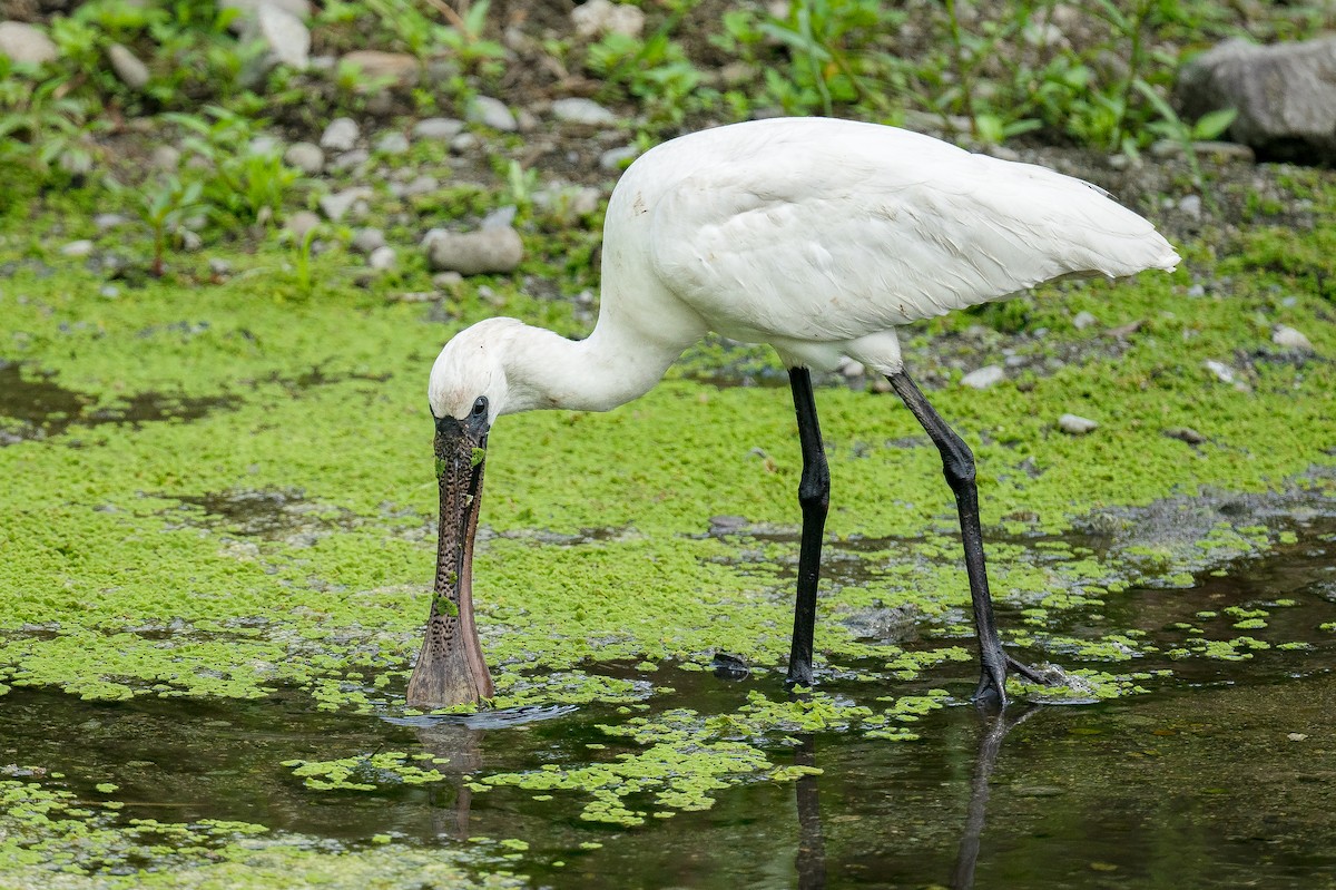 Black-faced Spoonbill - Ross Bartholomew