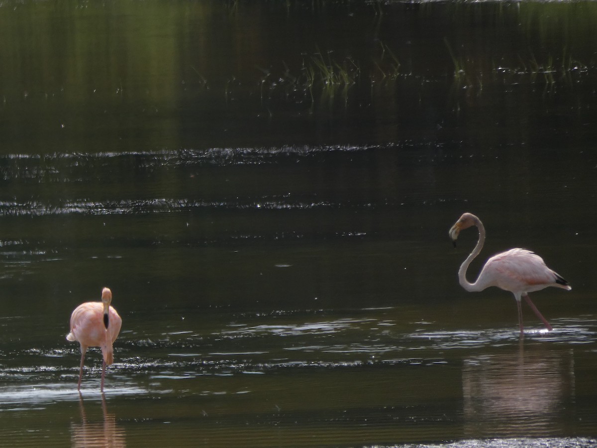 American Flamingo - LT Gray