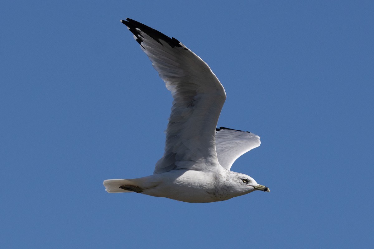 クロワカモメ - ML608626251