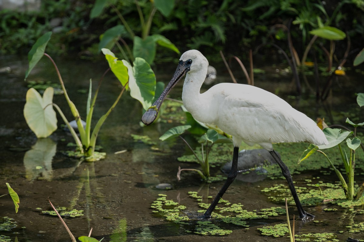 Black-faced Spoonbill - Ross Bartholomew